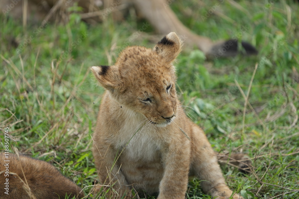 Naklejka premium portrait of a lion cub isolated young in the serengeti national park tanzania
