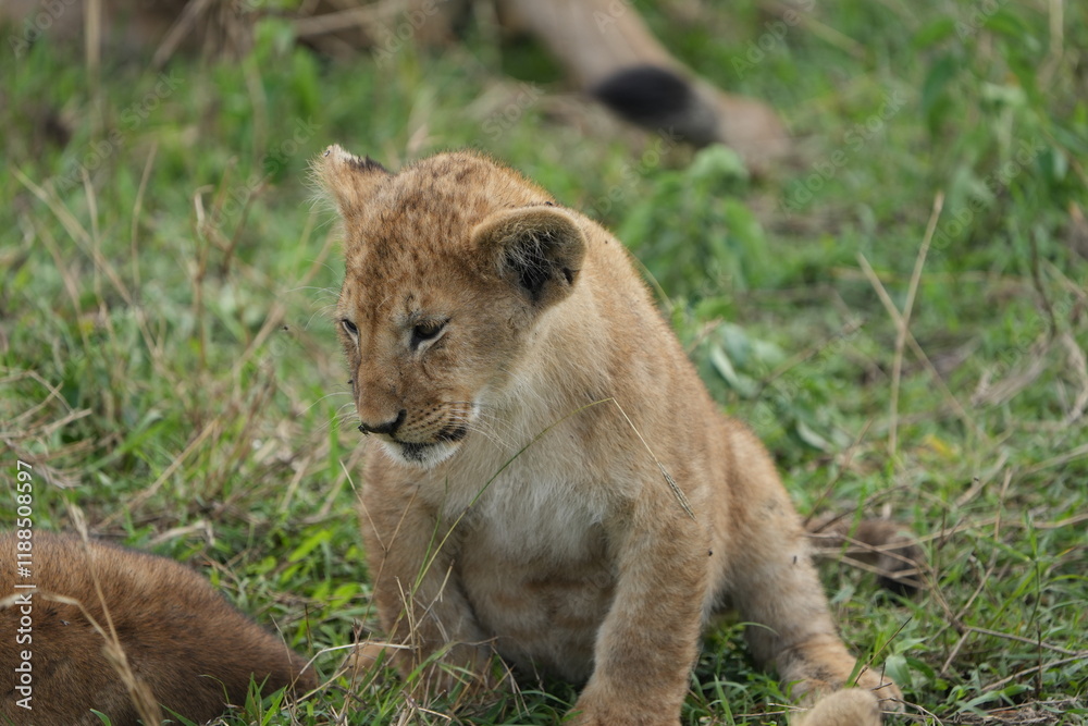 portrait of a lion cub isolated young in the serengeti national park tanzania portrait of a lion cub isolated young in the serengeti national park tanzania