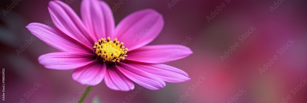 Close-Up Photography of a Pink Cosmos Flower Close-Up Photography of a Pink Cosmos Flower