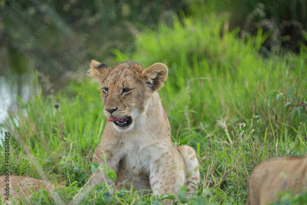 lion cub in the grass of the serengeti national park tanzania yawning cute wallpaper lion cub in the grass of the serengeti national park tanzania yawning cute wallpaper