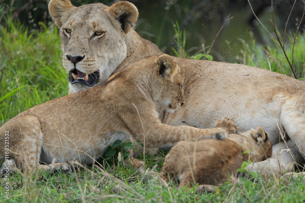 Fototapeta premium Lioness resting with cubs in African savanna grass
