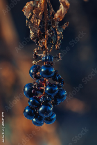 berries on a tree