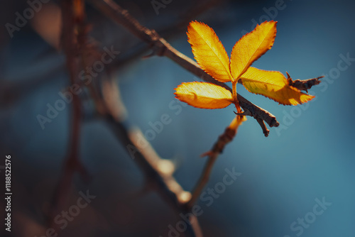 autumn leaves on a tree
