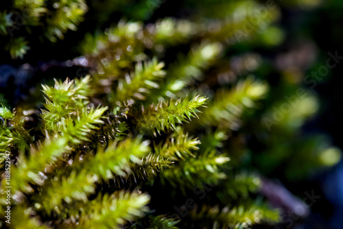 close up of a pine tree