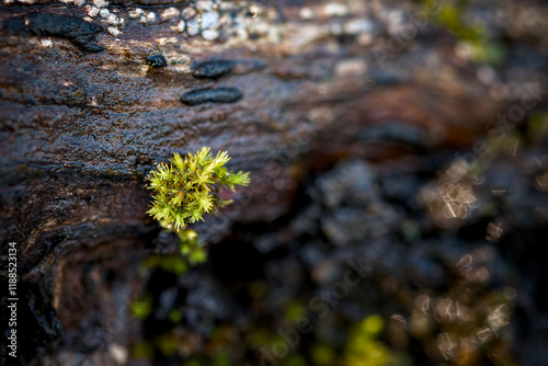 moss on tree