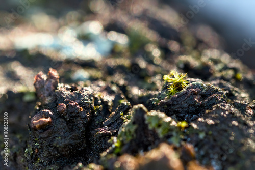 moss on the rock