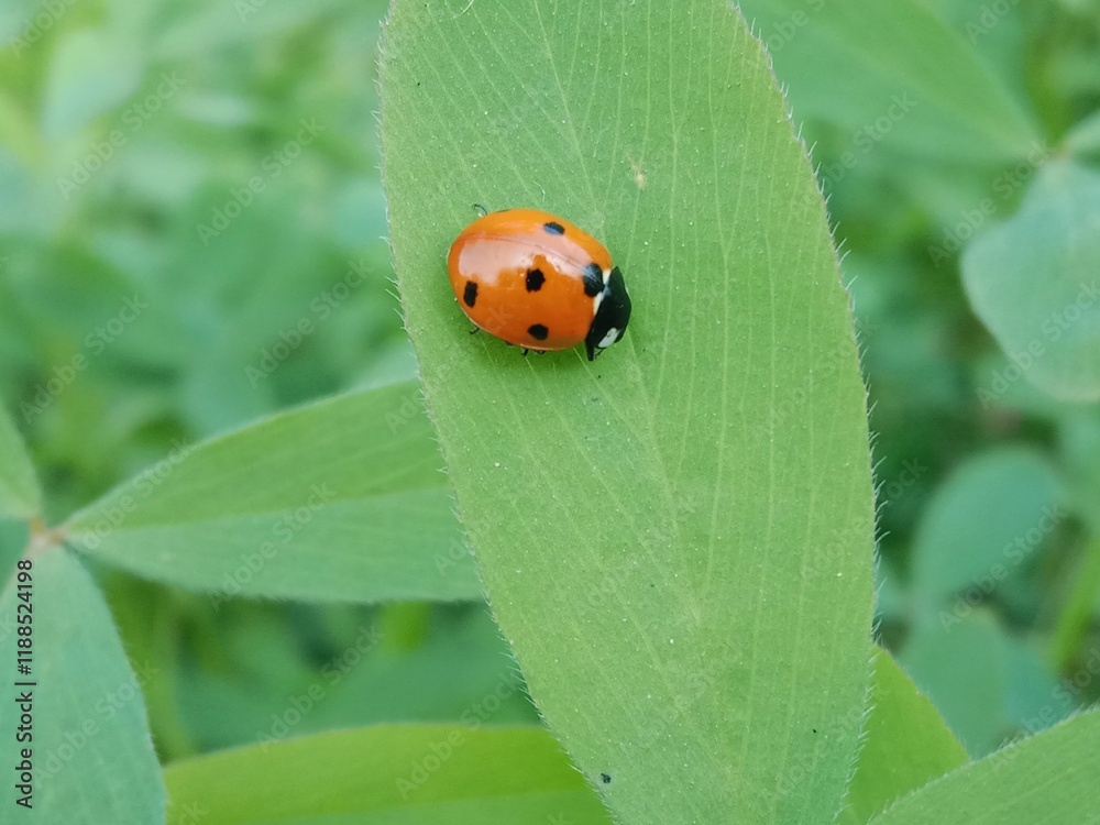 Coccinella septempunctata on green leaf or seven-spot ladybird sitting on green leaf Coccinella septempunctata on green leaf or seven-spot ladybird sitting on green leaf