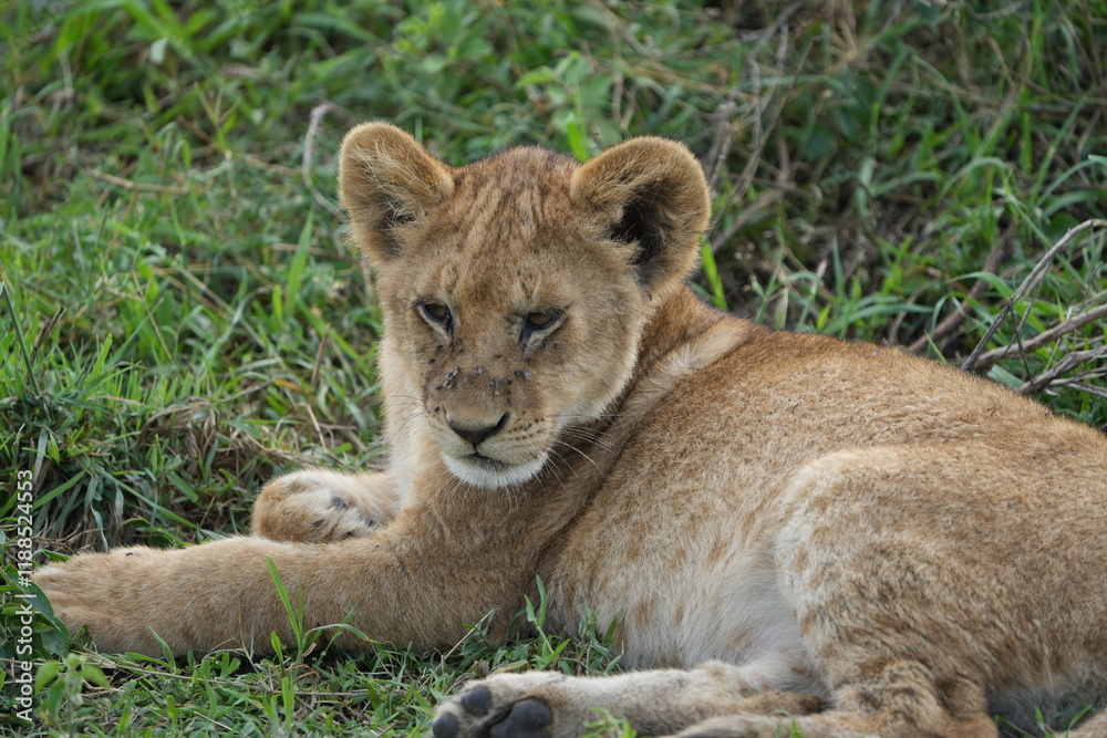 portrait headshot of a baby lion in the serengeti national park, fluffy lion cub portrait headshot of a baby lion in the serengeti national park, fluffy lion cub