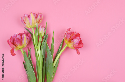 Coral tulip flowers on pink paper background photo