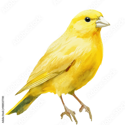 A watercolor vector painting of a canary, isolated on a white background. Canary vector.


