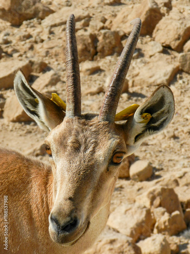 deer in the wild photo