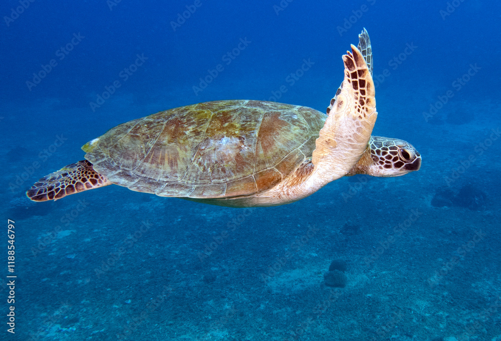 Obraz premium A Green Turtle swimming Boracay Island Philippines