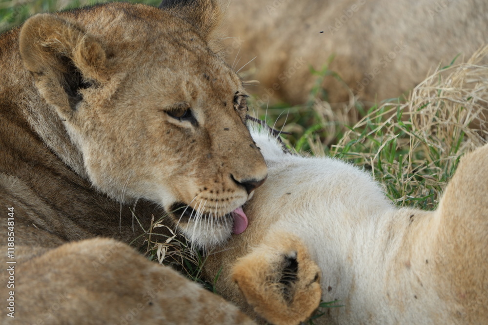 mother lion (lioness) cleaning her cub with her tongue in the serengeti national park in tanzania, safari mother lion (lioness) cleaning her cub with her tongue in the serengeti national park in tanzania, safari