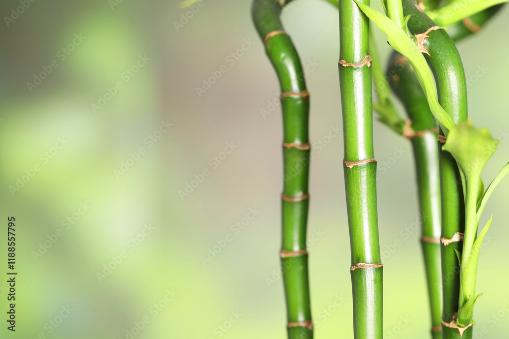 Naklejka premium Beautiful decorative bamboo plant on blurred background, closeup. Space for text