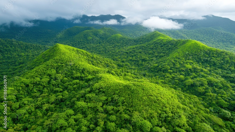 Obraz premium A view of a lush green forest with mountains in the background