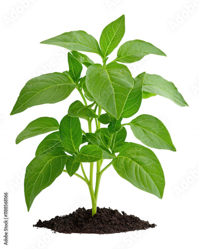 [Healthy tobacco plant in pot] Large Green Leaves Tobacco Plant in Pot Against Gray Background