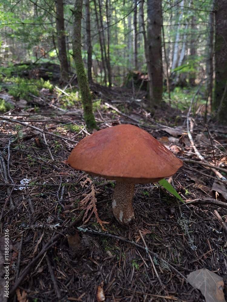 Close up of wild mushroom on hiking trail Close up of wild mushroom on hiking trail