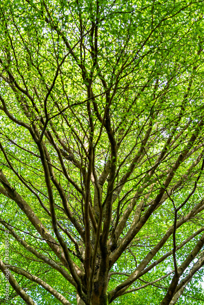 Backgroud view of leaves in a granden Backgroud view of leaves in a granden