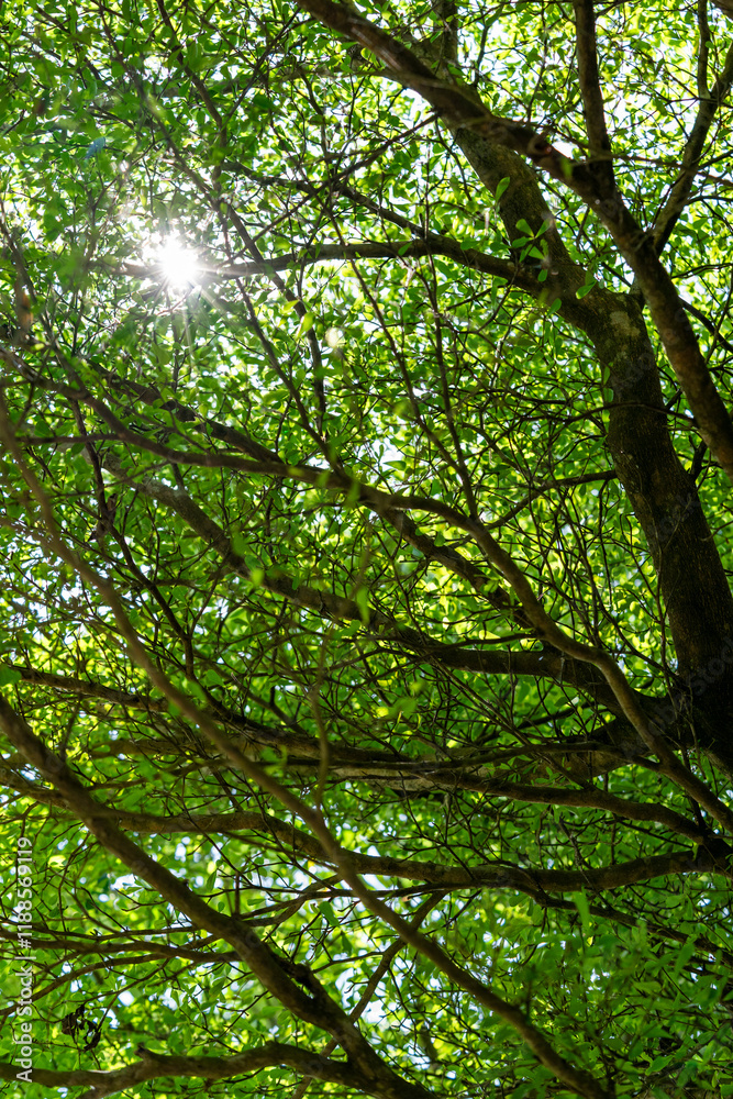 Backgroud view of leaves in a granden Backgroud view of leaves in a granden