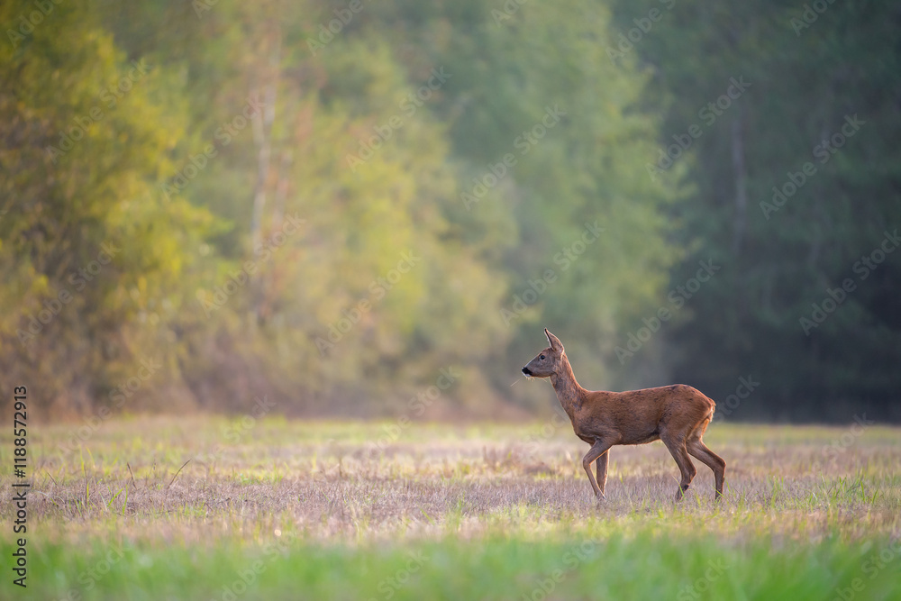 Roe deer doe on the lookout in a clearing listening to the sounds of an animal approaching from the undergrowth, Sologne, Loiret 45, région Centre-Val-de-Loire, France, European Union, Europe Roe deer doe on the lookout in a clearing listening to the sounds of an animal approaching from the undergrowth, Sologne, Loiret 45, région Centre-Val-de-Loire, France, European Union, Europe