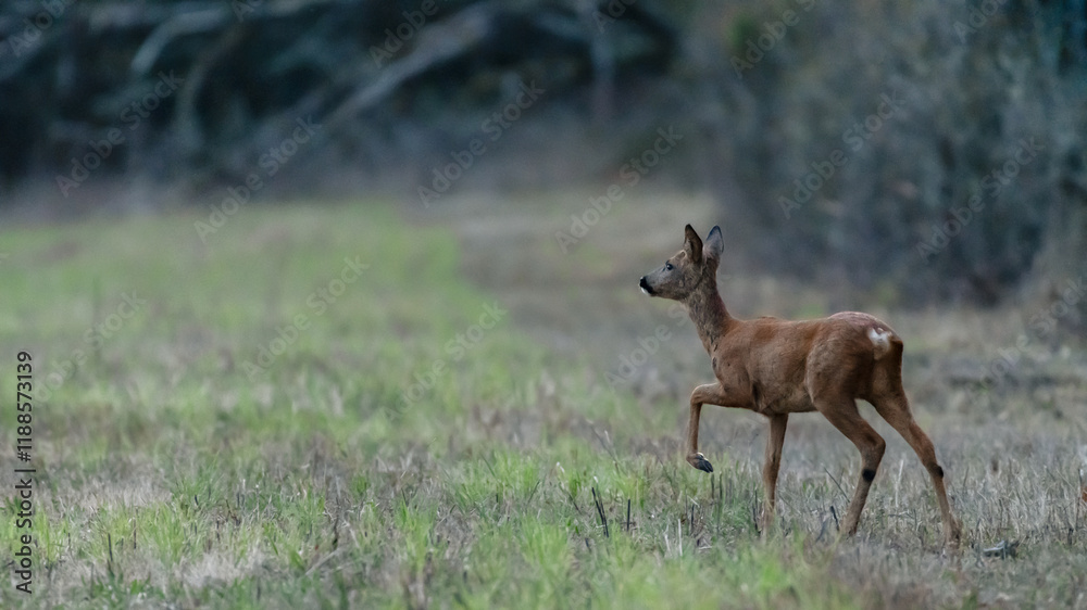Young roe deer doe on the lookout entering with caution in a clearing at dusk. Capreolus capreolus, Sologne, Loiret 45, région Centre-Val-de-Loire, France, European Union, Europe Young roe deer doe on the lookout entering with caution in a clearing at dusk. Capreolus capreolus, Sologne, Loiret 45, région Centre-Val-de-Loire, France, European Union, Europe