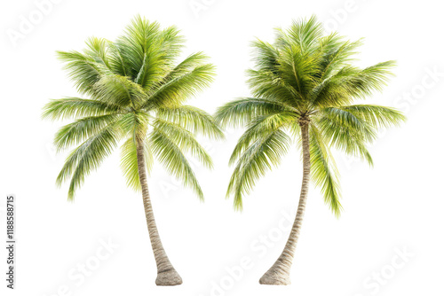 Stunning Isolated Palm Trees on a Pure transparent Background for Design and Advertising