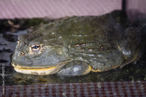 Close up of an African bullfrog (Pyxicephalus adspersus), also known as the giant bullfrog pet.
