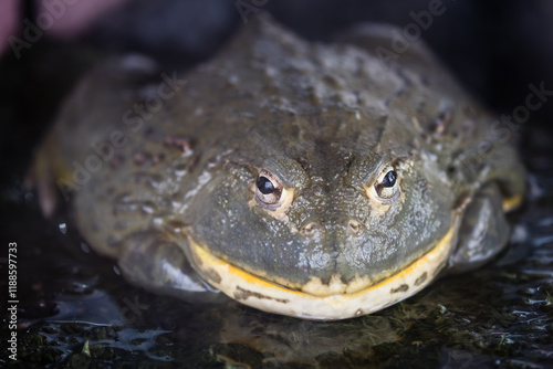 Close up of an African bullfrog (Pyxicephalus adspersus), also known as the giant bullfrog pet. photo