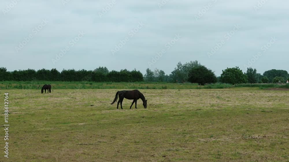 horse grazing in the field