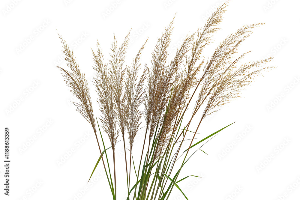 Fototapeta premium Cane, reed seeds and grass isolated on PNG background