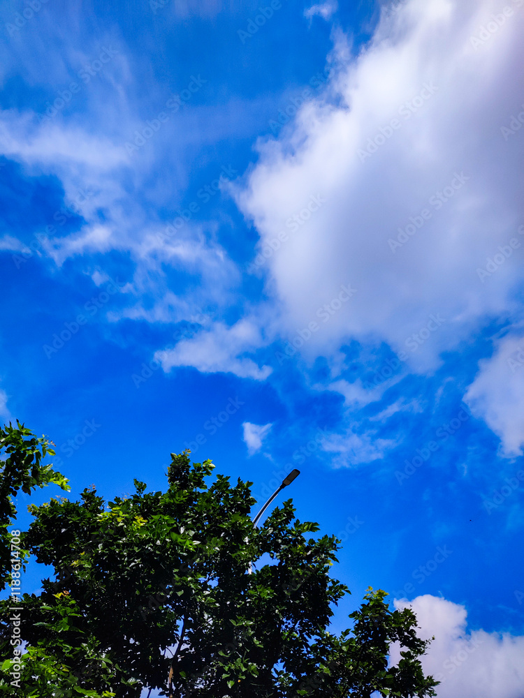 Fototapeta premium sky and trees