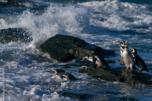 Group of Magellanic Penguins (Spheniscus magellanicus) going to sea on Sea Lion Island in the Falkland Islands.