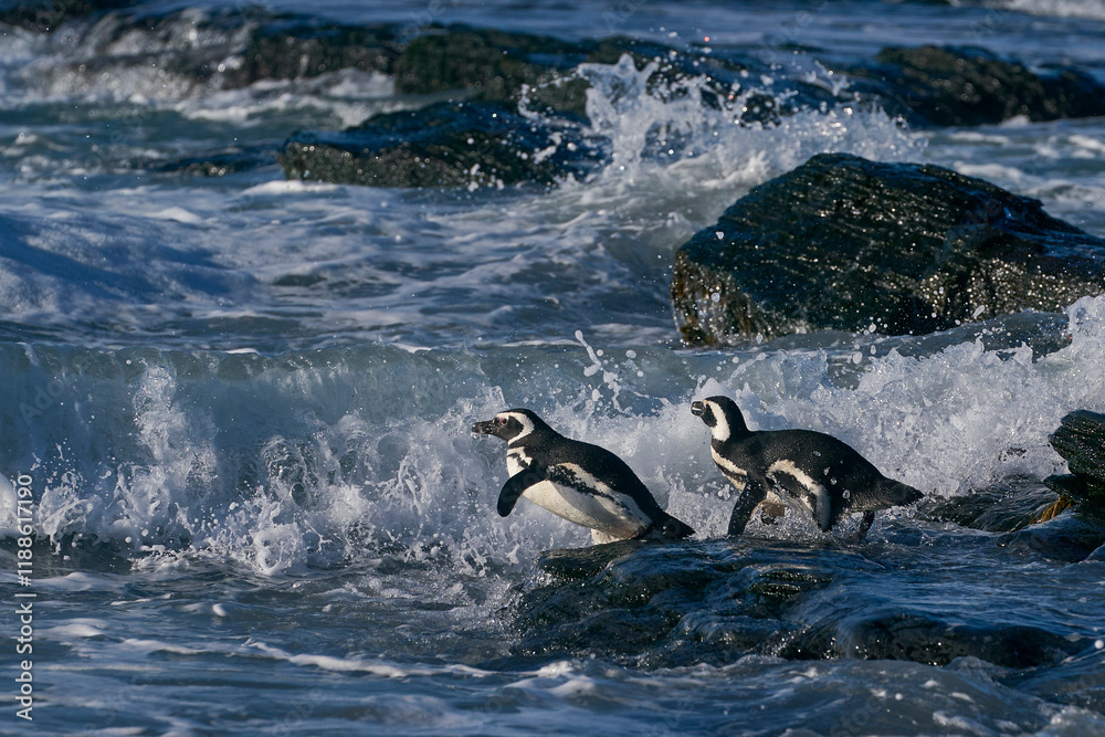 Obraz premium Group of Magellanic Penguins (Spheniscus magellanicus) going to sea on Sea Lion Island in the Falkland Islands.
