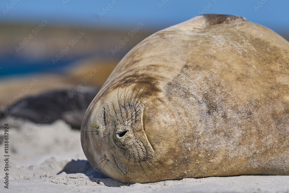 Female Southern Elephant Seal (Mirounga leonina) lying on a sandy beach on Sea Lion Island in the Falkland Islands.
