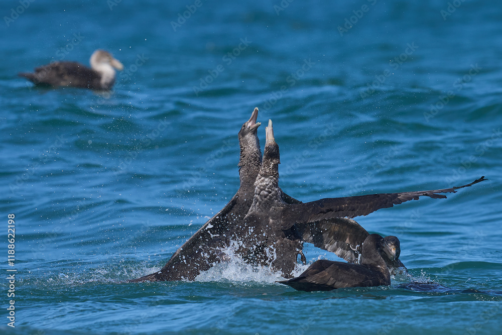 Obraz premium Southern Giant Petrels (Macronectes giganteus) squabbling in the waves along the coast of Sea Lion Island in the Falkland Islands.