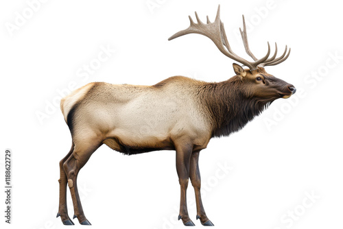 Elk Isolated on transparent Background for Nature and Wildlife Themes