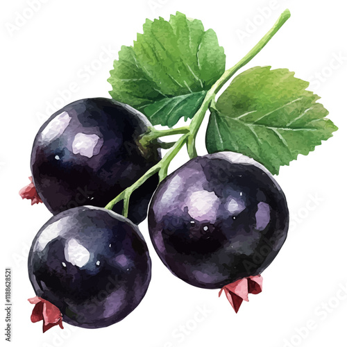 A watercolor vector painting of a blackcurrant, isolated on a white background. Blackcurrant vector.

