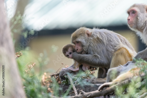 Canvas Print Rhesus macaque (Macaca mulatta) or Indian Monkey in forest with cub