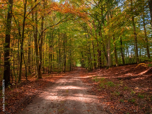 Leafy footpath through fore...