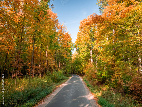 Multicolored forest and cou...
