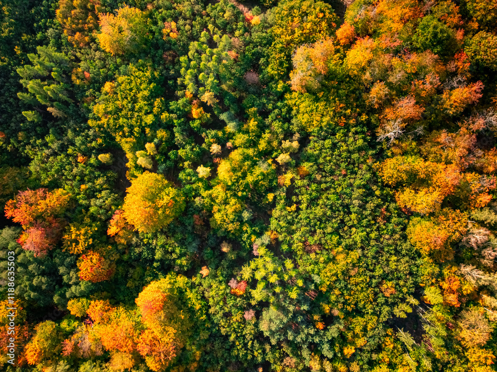 Naklejka premium Top down view of forest in autumn Poland.