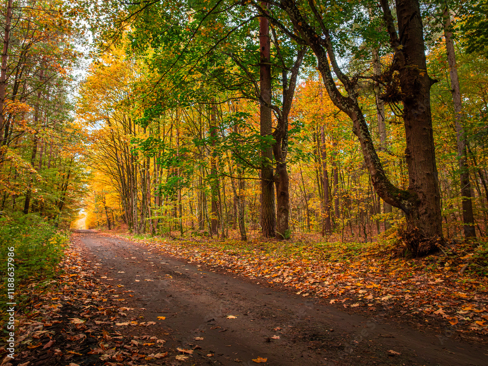 Naklejka premium Autumn path through leafy forest. Aerial view of wildlife, Poland
