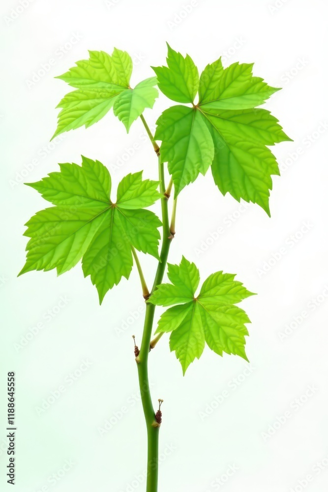 Young grapevine shoot, vibrant green leaves, pristine white, vineyard scene, vineyard Young grapevine shoot, vibrant green leaves, pristine white, vineyard scene, vineyard