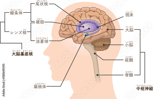 中枢神経、脳、脳幹、小脳、大脳基底核のイラスト　basal ganglia　illustration
