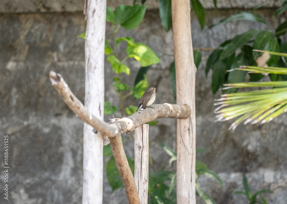 beautiful and small bird - rufous-throated sunbird actively searching for food in natural conditions on a sunny day in Thailand beautiful and small bird - rufous-throated sunbird actively searching for food in natural conditions on a sunny day in Thailand