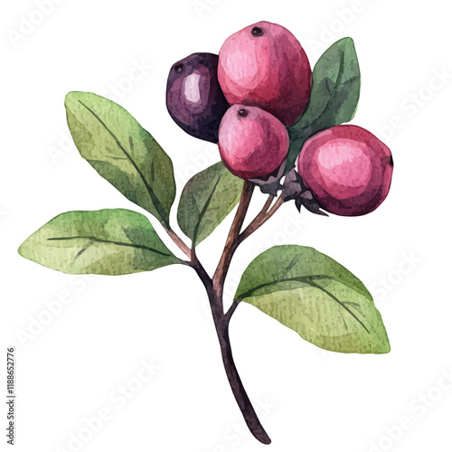 A watercolor vector painting of a bilberry, isolated on a white background. Bilberry vector.

