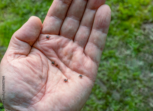 Tick Ixodes ricinus on the palm of a person. Ixodes ricinus. A dangerous parasite-a carrier of encephalitis, Lyme borreliosis, ehrlichiosis. close up