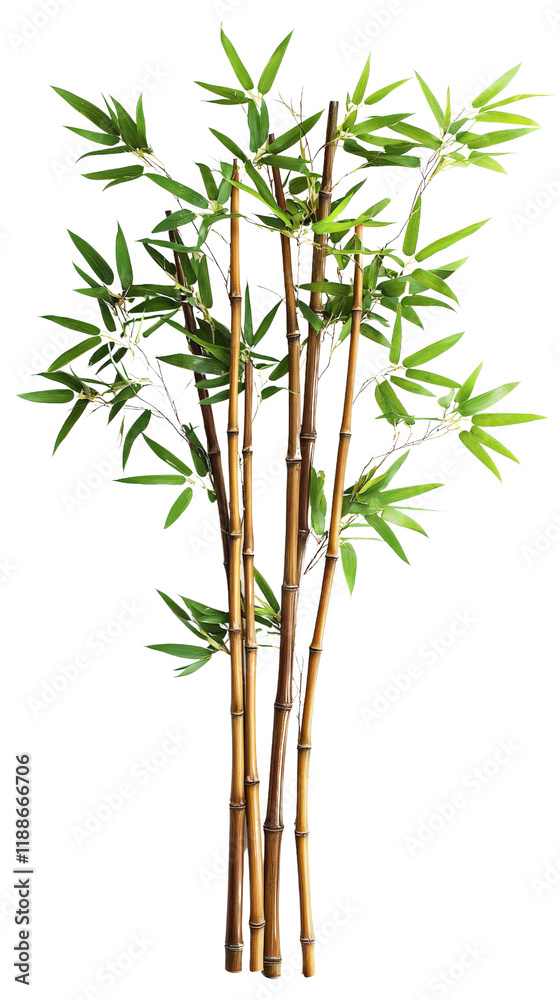 Fototapeta premium Tall bamboo stalks isolated on Transparent background, PNG file