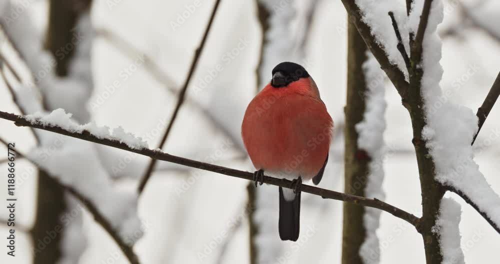 Eurasian bullfinch sitting on a branch in the snow Eurasian bullfinch sitting on a branch in the snow