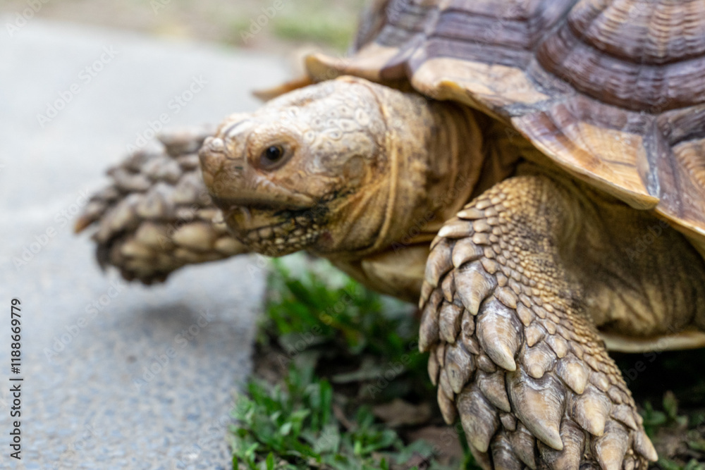 A majestic Sulcata tortoise crawls leisurely across a vibrant green lawn, its textured shell showcasing intricate patterns that highlight its natural beauty A majestic Sulcata tortoise crawls leisurely across a vibrant green lawn, its textured shell showcasing intricate patterns that highlight its natural beauty